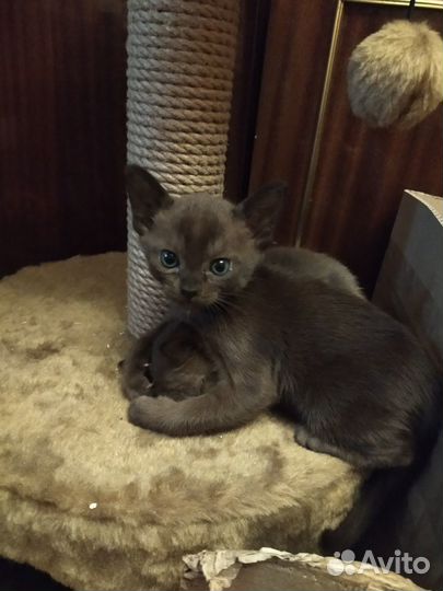 Продаются котята бурмы