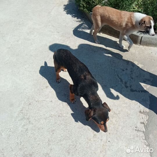 Собака в добрые руки щенок