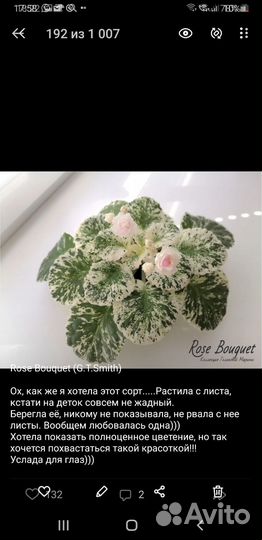 Сортовые фиалки