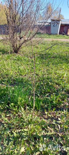 Саженцы вишни