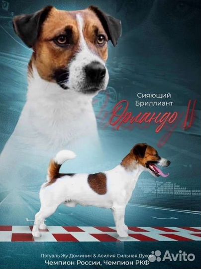 Вязка джек Рассел терьер RKF
