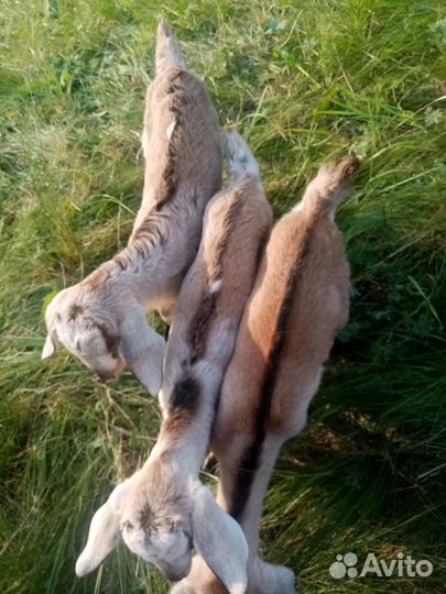 Продам козлят
