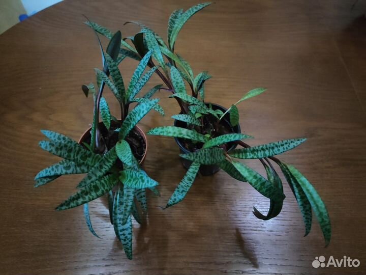 Комнатные цветы