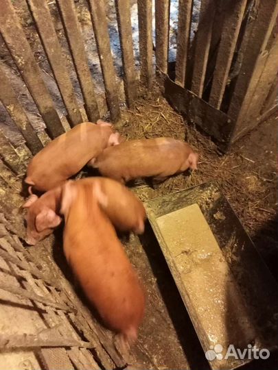 Поросята дюрок