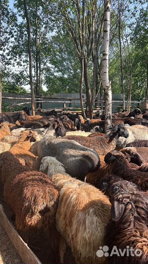 Бараны, Ягнята Козы