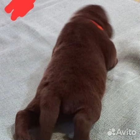 Лабрадор ретривер щенки