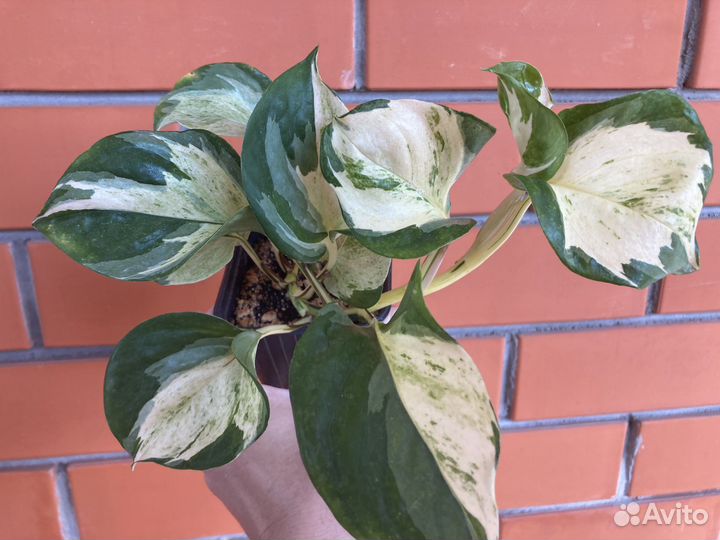 Эпипремнум Manjula/Heppy Leaf