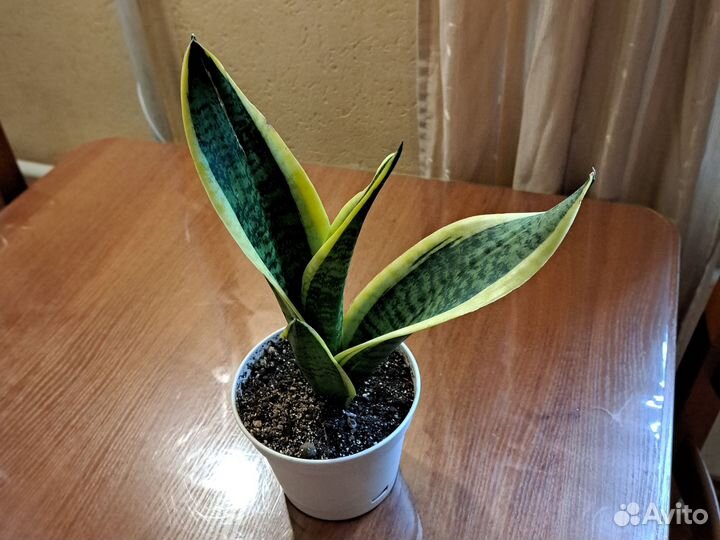 Сансевиерия лауренти компакт