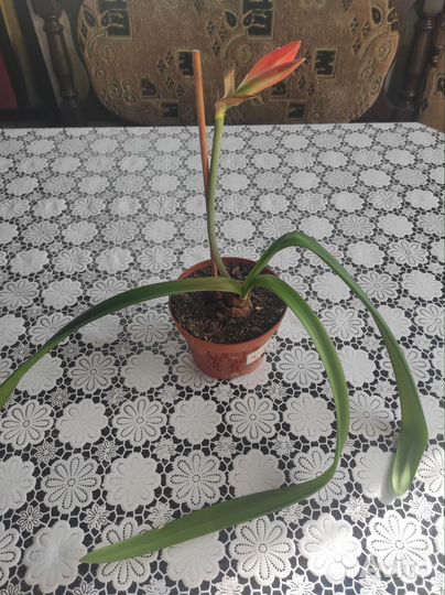 Комнатные цветы