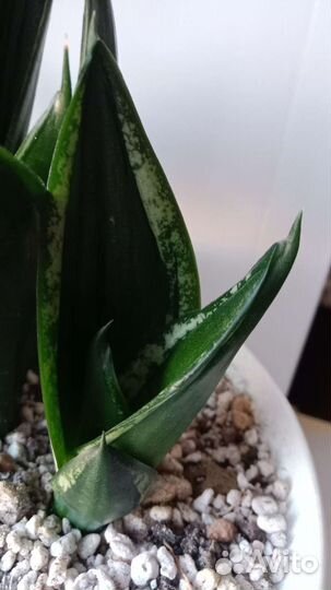 Сансевиерия сортовая (1)