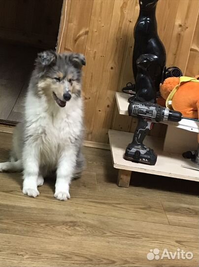 Щенки колли