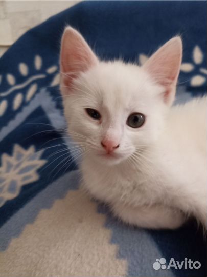 Отдам котёнка в добрые руки