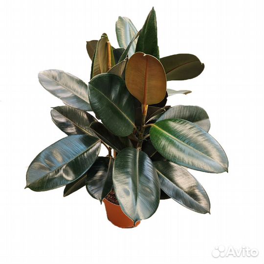 Горшечные растения