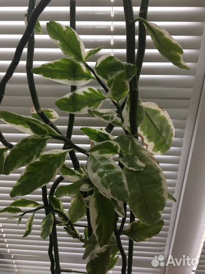 Педилантус - комнатный цветок