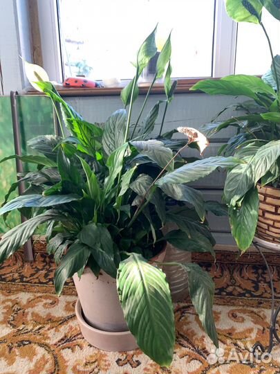 Спатифиллум