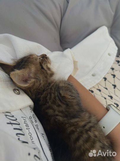 Котята Мейн-кун помесь