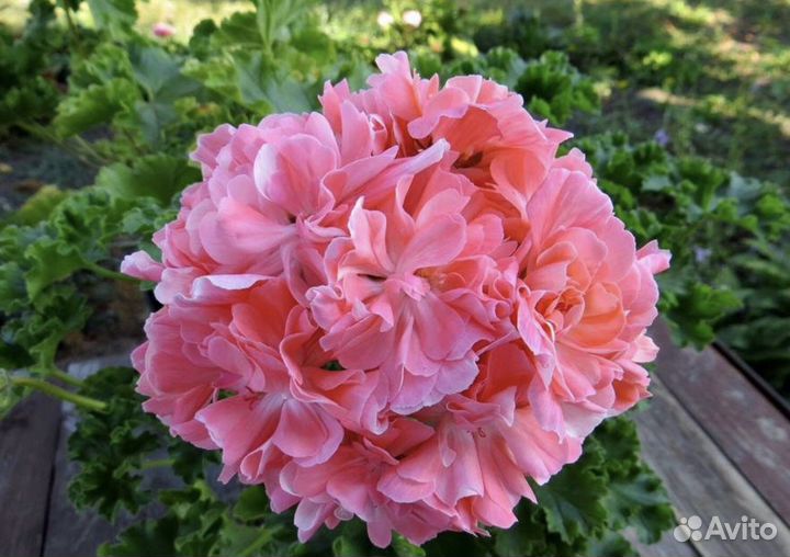 Пеларгония Lara Mandarin