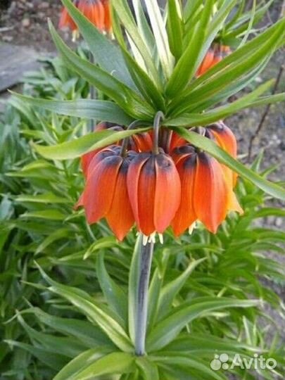 Рябчик императорский