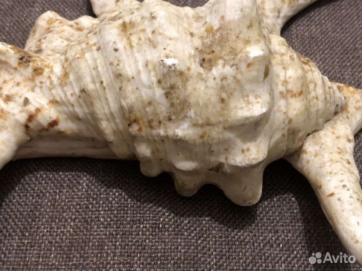 Ракушка морская, редкая