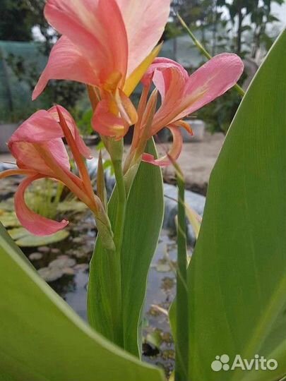 Канны для пруда