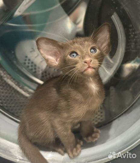 Ориентальная