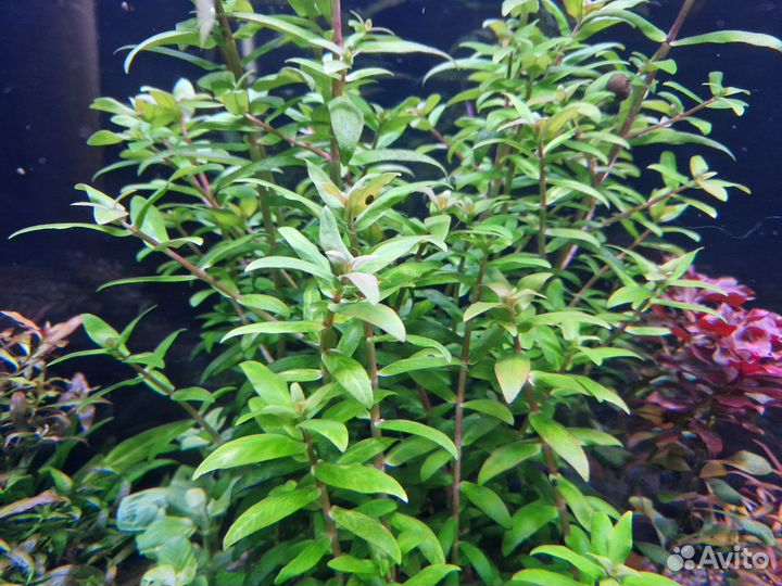 Продам аквариумные растения (буцефаландра)
