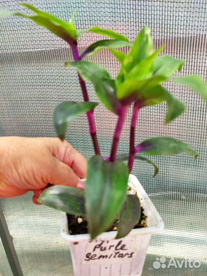 Редкий сорт традесканции
