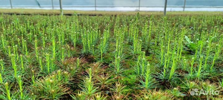 Сеянцы сосны обыкновенной зкс опт