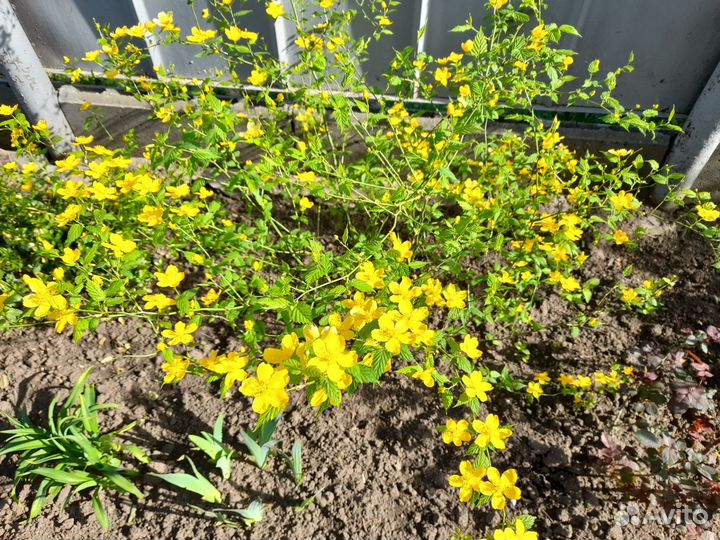 Керрия японская и обыкновенная