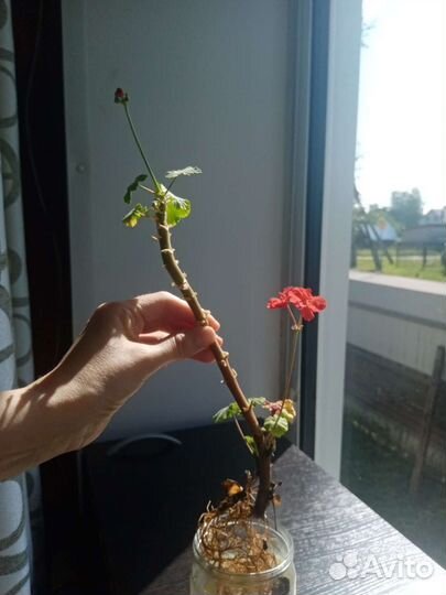 Китайская роза, герань, денежное дерево