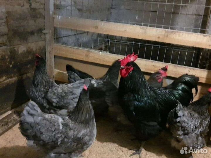 Джерсийский гигант