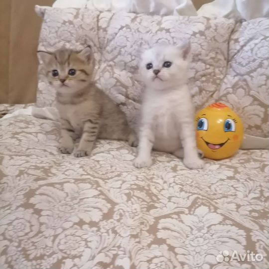 Шотландская шиншилла