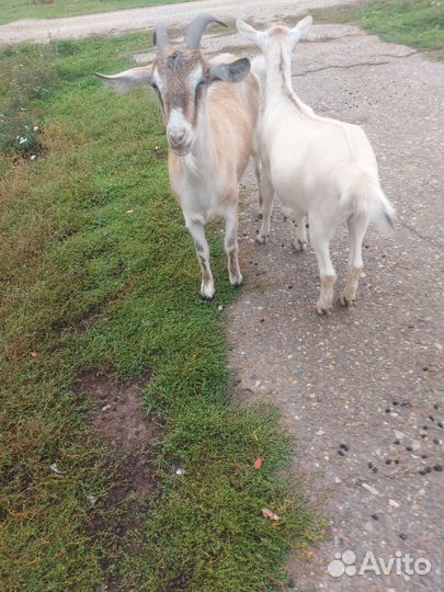 Зааненские козы дойные смесь с нубиийским