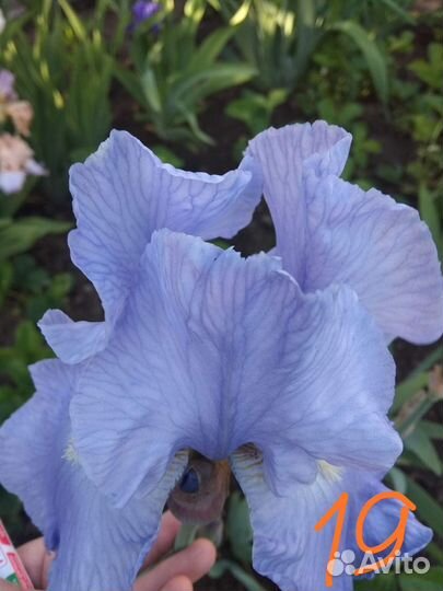 Ирисы бородатые