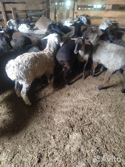 Овцы бараны