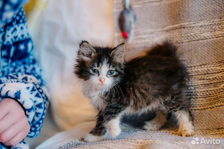 Малышка Лисовичек ищет дом