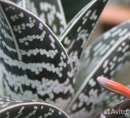 Алоэ пестрое, или тигровое (лат. Aloe variegata)