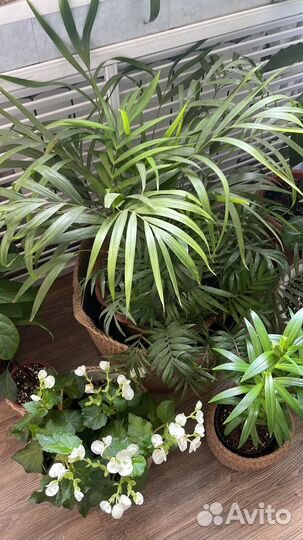 Комнатные растения цветы большие