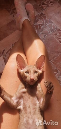 Ориентальные котята