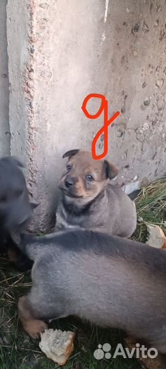 Собаки щенки бесплатно