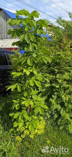 Саженцы каштана