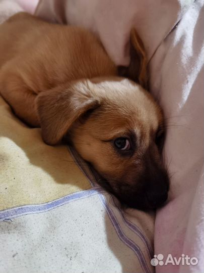 Собака в добрые руки