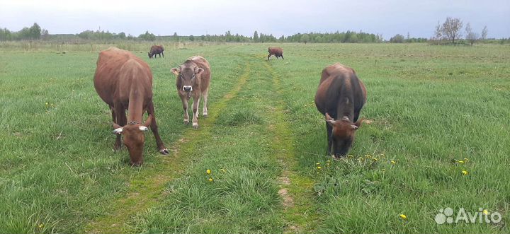 Навоз коровий и перегной