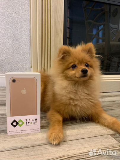iPhone 7 32-128gb/оригинал