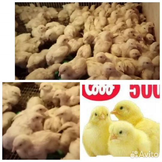 Инкубационное яйцо,цыплята. Кобб 500, Кобб 700 бро