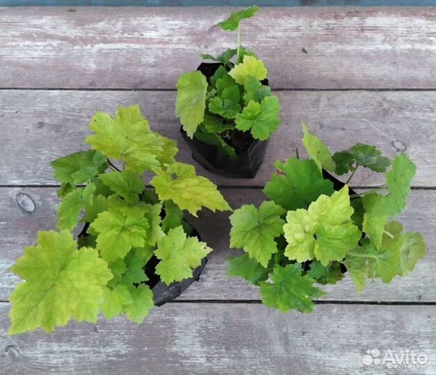 Астильба, Форзиция и другие многолетники