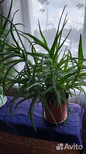 Комнатные растения алоэ