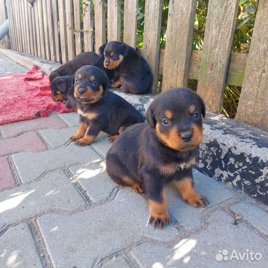 Щенки ротвейлера