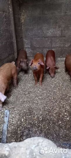 Поросята дюрок