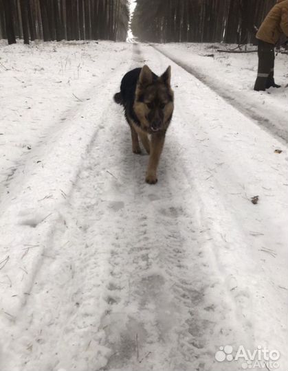 Щенки немецкой овчарки